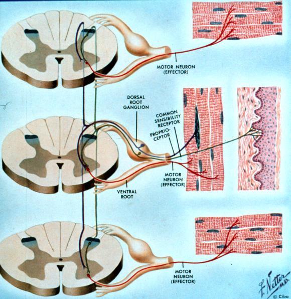 MOTRICIDADE Neuropatias Periféricas