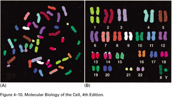 CARIÓTIPO: conjunto de características morfológicas dos cromossomos de uma célula.