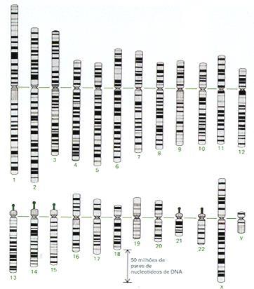pares de cromossomos homólogos, de forma a permitir o estudo do cariótipo diplóide.