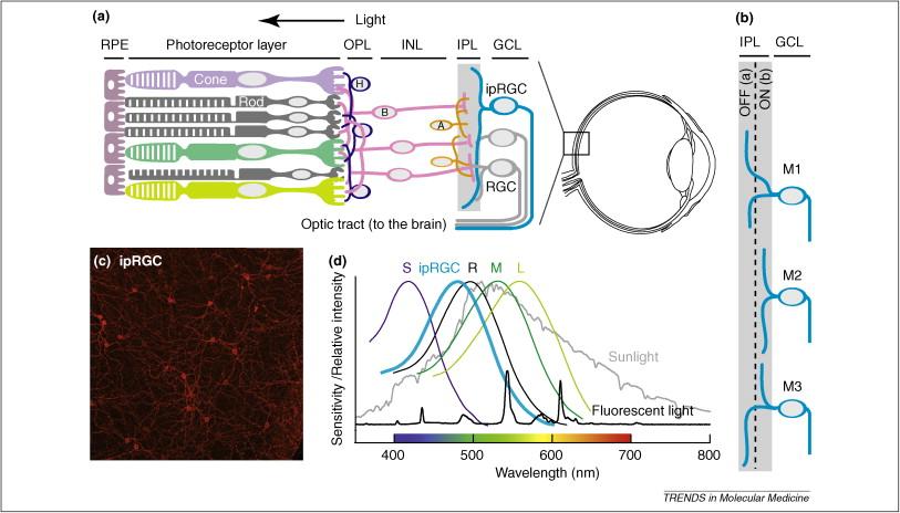 Fotopigmento Melanopsina é um fotopigmento encontrado em células ganglionares fotossensíveis da retina, as que estão envolvidas na regulação