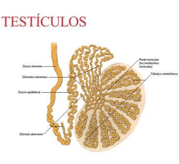 Progesterona: modificações orgânicas da