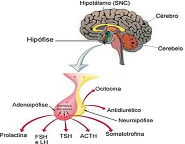 Eixo hipotálamo hipófise A hipófise é dividida em 2 partes: Adenohipófise/hipófis e anterior 6 hormônios