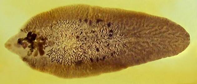 ingestão de metacercárias Sintomas: hepatite, hepatomegalia,