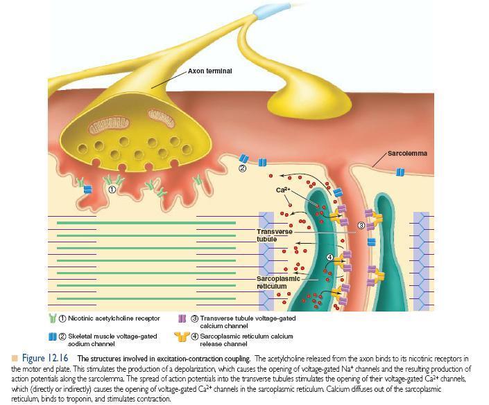 Retículo sarcoplasmático e túbulos