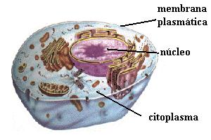 Estrutura Celular Básica Membrana Plasmática: é o revestimento da célula; controla o que entra e sai dela Citoplasma: preenchido por água e