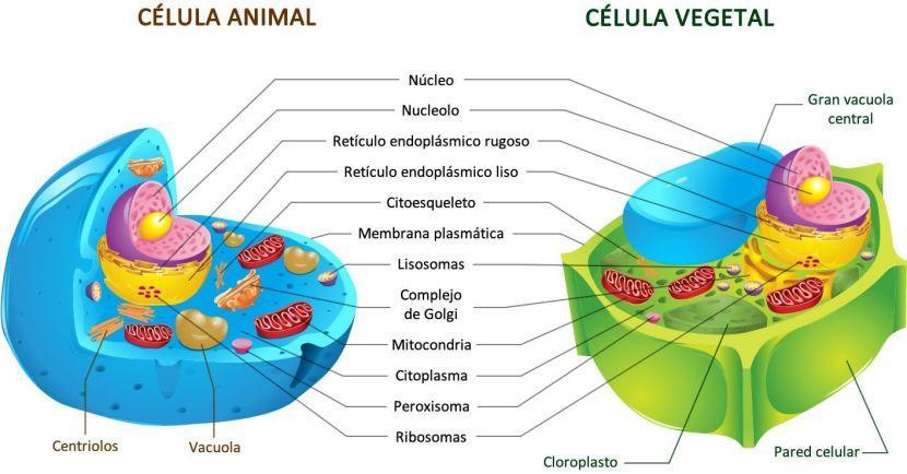 Células Eucarióticas