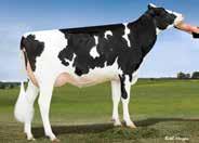 4% 60%R 0 Pai: De Su Bkm Mccutchen 1174 ET TY Mãe: Butlerview Sr Jacey ET Avô M: Ladys Manor Pl Shamrock ET VG 85 Avó M: Coyne Farms Freddi Jeven ET VG 87 DOM 04 02 2x 365d 36760m 4.8 1757f 3.