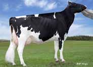 203HO01471 CHEVEK Edg Mccut Chevek 8093 ET Mccutchen x Snowman x Shottle Avó M: Regancrest S Chassity ET 151HO00658 ROCKY Farnear Bh Mogul Rocky ET Mogul x Domain x Shottle Mãe: De Su 267 ET