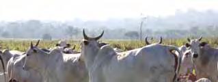 máquinas, equipamentos e combustível fóssil (aumento de custos e impactos ambientais) Na criação a pasto a colheita da forragem é feita pelo próprio animal, por