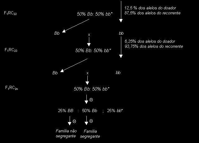 Por meio de várias gerações de retrocruzamento, a população vai se tornando cada vez mais semelhante ao progenitor recorrente, ou seja, a população converge para um único genótipo ao invés de se