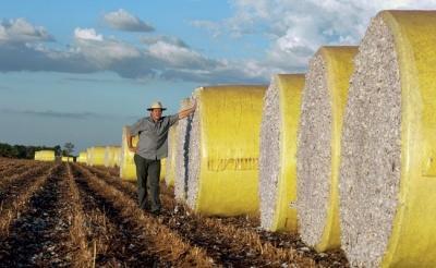 Algodão Mercado do algodão segue firme em Mato Grosso De acordo com o Instituto Mato-grossense de Economia Agropecuária (Imea), a valorização da pluma na semana passada foi de 6,2%, em média.