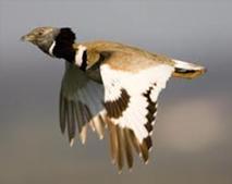 Alguns efeitos conhecidos nas aves estepárias: sisão A densidade de machos