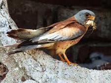Alguns efeitos conhecidos nas aves estepárias: francelho Chuva durante o fim do Inverno e Primavera