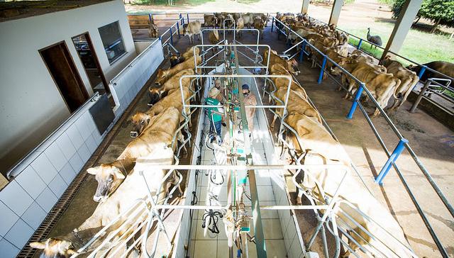 CUSTOS DE PRODUÇÃO Valorização do leite supera aumento dos custos no 1º trimestre Por Ivan Barreto O custo da pecuária leiteira subiu nos primeiros três meses de 2019, mas em menor intensidade que o
