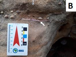 Contudo, a fácies apresenta grande quantidade de intraclastos pelíticos, que ocorrem em sua maioria, na forma de fragmentos tabulares de comprimento variando entre 1 cm e 8 cm, normalmente paralelos