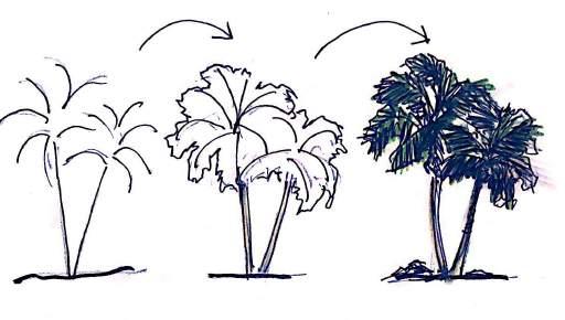 Olhe como fica fácil desenhar uma palmeira: Para desenhar uma a árvore de copa cheia você