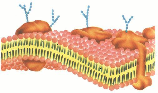 1) Constituição da Sinônimos: Membrana citoplasmática, Membrana plasmática e Plasmalema. Presente em todos os tipos de células. Visível somente ao microscópio eletrônico.