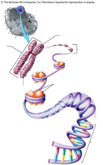 CROMATINA CENTRÔMERO CROMOSSOMO CROMATINA DNA associado à proteínas (histonas) CROMÁTIDE