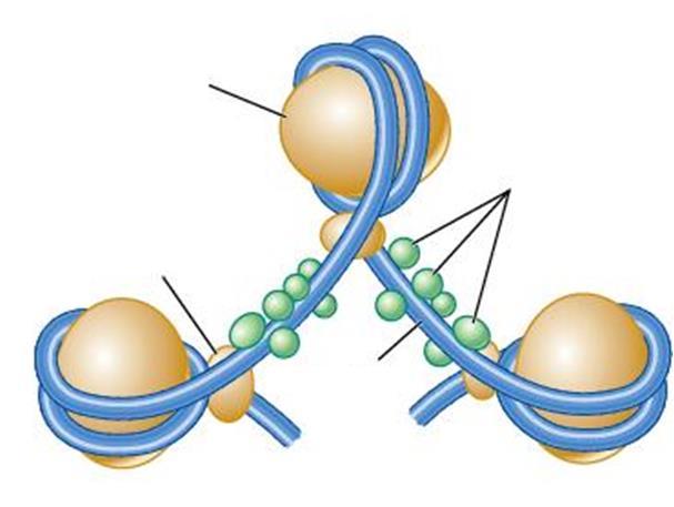 NUCLEOSSOMO: DNA AO REDOR DO OCTÂMERO DE HISTONAS 1