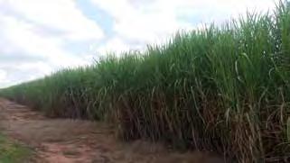 Figura 4 - Lavoura de cana-de-açúcar em Itaí SP Quadro 1 Análise de parte do período de desenvolvimento e colheita da safra 2019/20, com os possíveis impactos de acordo com as fases da cana-de-açúcar