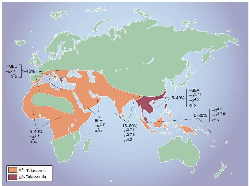 Os portadores de talassemias estão localizados sobretudo no Sudeste Asiático, na zona do Mediterrâneo, no subcontinente indiano, no Médio Oriente e em África (15).
