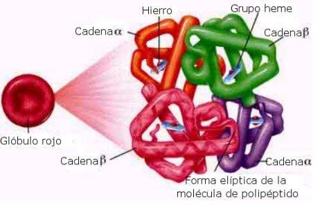 Estrutura quaternária A estrutura das proteínas União de duas ou mais cadeias polipeptídicas terciárias Também chamada de