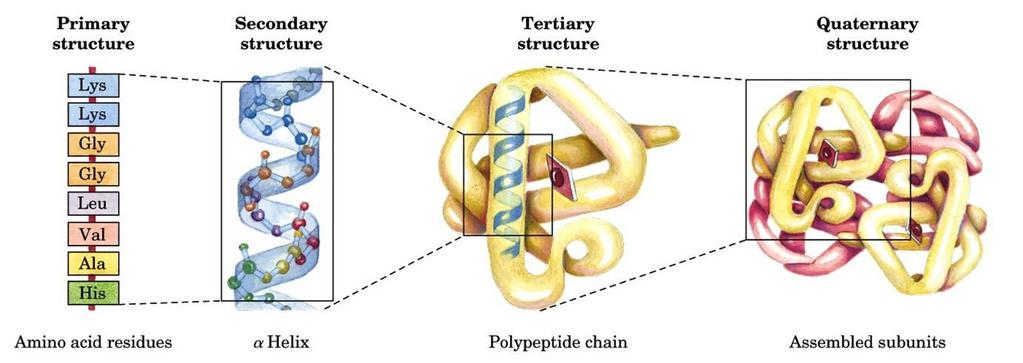 A estrutura das proteínas Fonte: http://4.bp.blogspot.