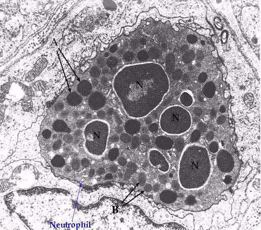 Neutrophilic granulocyte A= Primary granula or