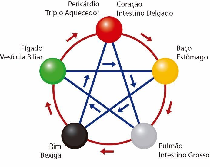 12 2.8 - Os Órgãos e o Ciclo de Geração A teoria dos Cinco Movimentos explica a existência de uma relação fisiológica entre os órgãos.