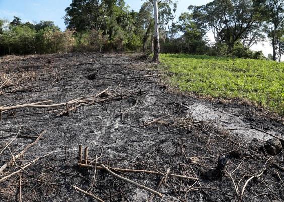 nutrientes Queimadas: utilização de queimadas para desmatar o terreno onde