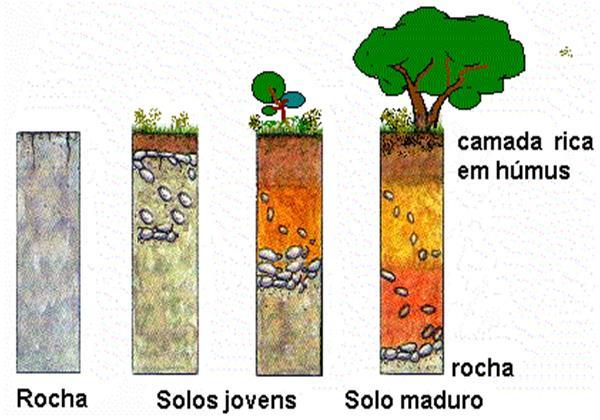 Uso do solo na agricultura é sua função mais importante A fertilidade do solo é fundamental para o