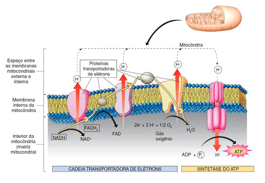 Cadeia Respiratória Cadeia transportadora de elétrons e Fosforilação Oxidativa * Ocorre nas cristas mitocondriais.