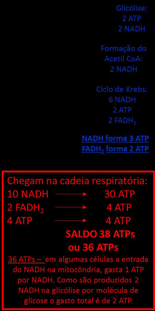 Estudo recentes alegam (cadeia respiratória) NADH forma 2,5 ATP FADH 2 forma 1,5 ATP Glicólise (hialoplasma) 2 ATP formados diretamente 2 NADH 5 ATP SALDO: 7 ou 5