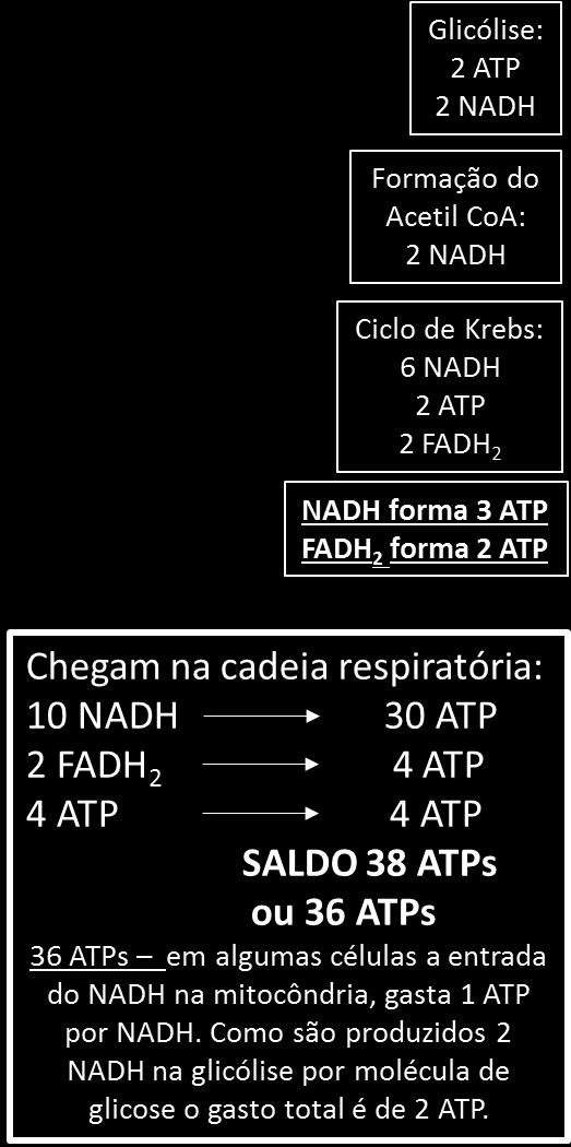 x TOTAL: 32 ou 30 ATP 10 NADH 25 ATP 2 FADH 2 3 ATP 4 ATP 4 ATP SALDO 32 ATPs ou 30 ATPs 32 ATPs em algumas células a entrada do NADH na mitocôndria, gasta 1 ATP
