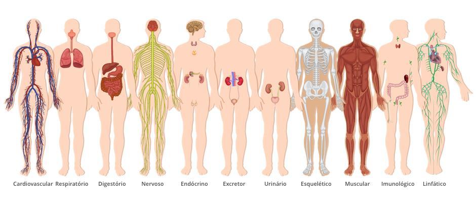 SISTEMAS DO CORPO HUMANO Recém