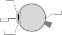 09 lista Lentes e Visão DUDU 1. (Fuvest 2012) Num ambiente iluminado, ao focalizar um objeto distante, o olho humano se ajusta a essa situação.