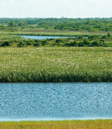 Reserva Particular do Patrimônio Natural Caruara O Projeto de Conservação do Ecossistema de Restinga, implementado pelo Porto do Açu, mostra que, quando uma companhia tem a sustentabilidade entre