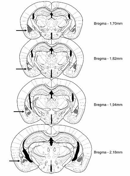 6. RESULTADOS A análise histológica confirmou um total de 145 camundongos com canulação bilateral positiva na amídala (Figura 5). Figura 5.