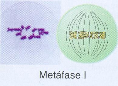 fundem; Alinhamento dos cromossomos no equador da