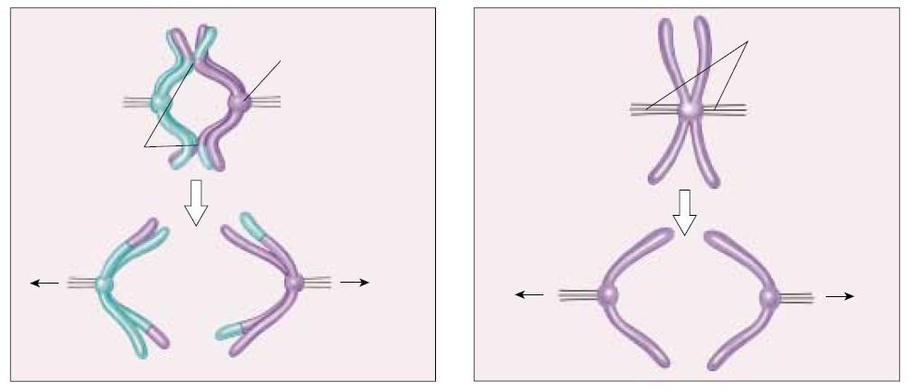 MEIOSE I ANÁLISE COMPARATIVA MITOSE METÁFASE I Quiasmas Cinetócoros das cromátides irmãs se fundem e funcionam como uma unidade METÁFASE Fibras