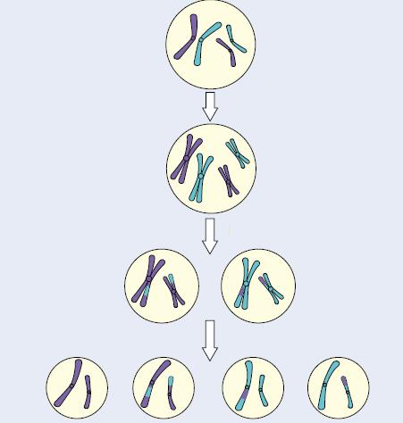 VISÃO GERAL Duplicação cromossômica MEIOSE I DIVISÃO