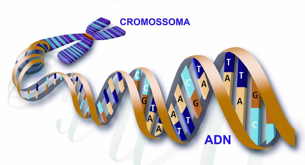 Localização do material genético Núcleo Cromossoma