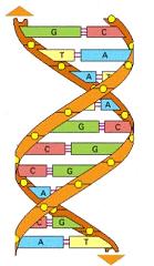 Estrutura da molécula de ADN Contém a
