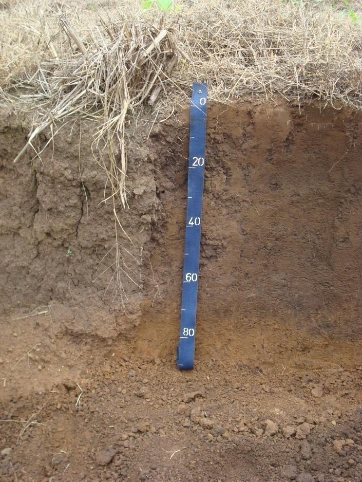 mínima de 10 cm. Nesse caso o solo classifica-se como Neossolo Litólico com horizonte B pedogenético, e não como Cambissolo.