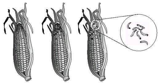 LISTA 03 01) (UFMG/2005) Observe esta figura: É CORRETO afirmar que a presença de lagartas em espigas de milho se deve a) ao processo de geração espontânea comum aos invertebrados.