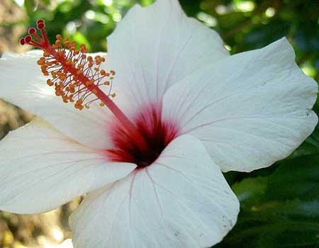QUEST 5 OBSERVE a imagem da flor de hibisco: Imagem disponível em: <https://iloveflores.com/flor-de-hibisco-fotossignificado-imagens-cultivo-dicas/>. Acesso em: 13 mar. 2019.