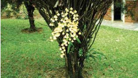 Chuva-de-ouro (Oncidiumsp) em floração O texto traz vários exemplos de diferentes relações interespecíficas.