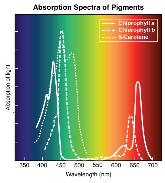 Espectro de absorção dos pigmentos fotossintéticos https://pt.khanacademy.
