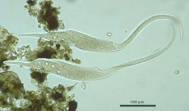 100x PROTOZOÁRIOS Estes grandes micróbios são os DILEPTUS, verdadeiros