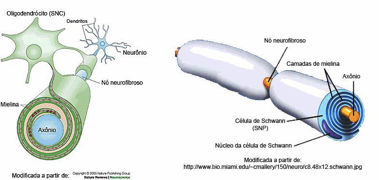 CÉLULAS DE SCHWANN Possuem a mesma função dos oligodendrócitos, no entanto, se localizam ao redor dos axônios do